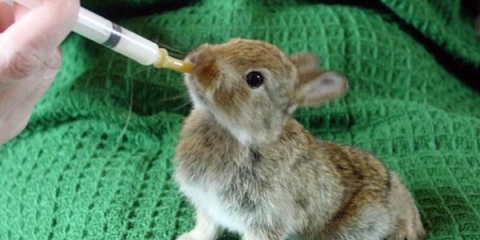 Kako hraniti zečeve bez zeca